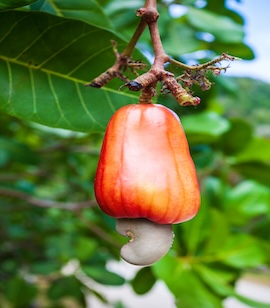 Cashew